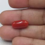 Coral 5.32 Carat